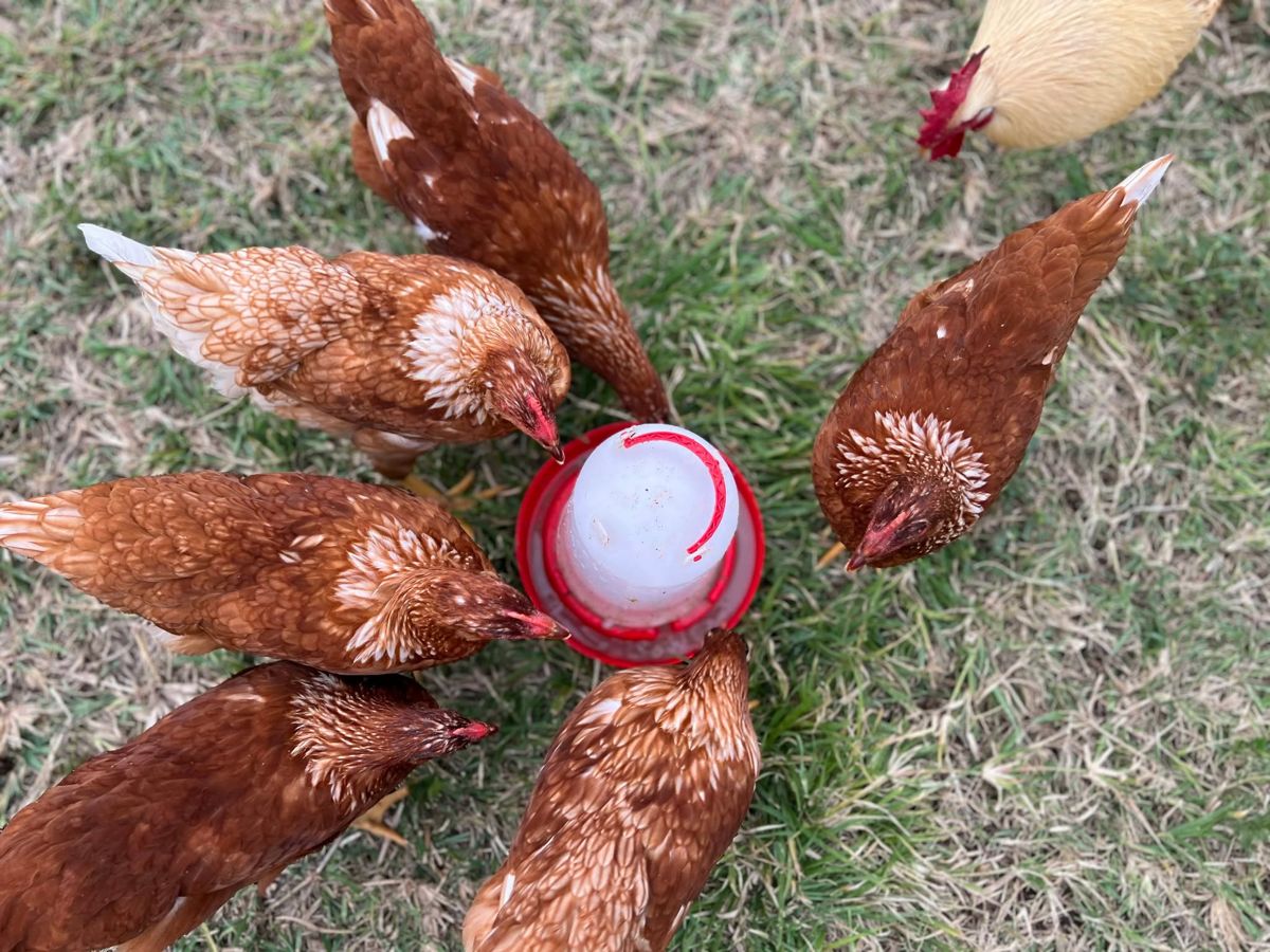 Point-of-lay Isa Brown hens around a feeder