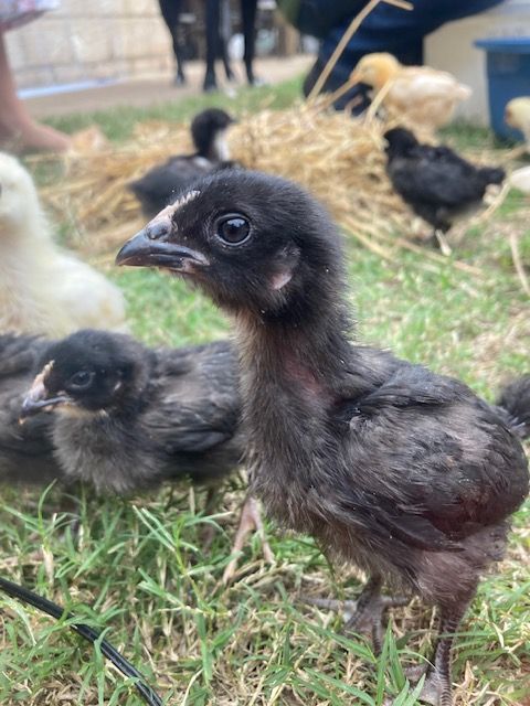 Young Australorp chicks