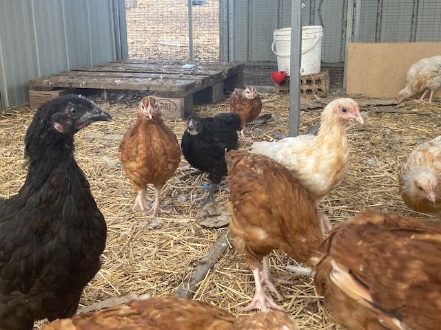 Mixed pullets in the shed