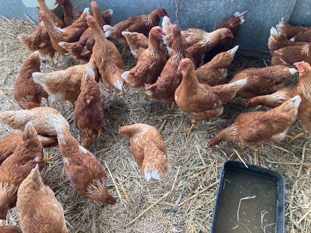 Our Isa Brown hens in the shed